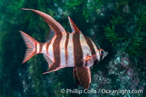 Old Wife, Enoplosus armatus, Kangaroo Island, South Australia, Enoplosus armatus