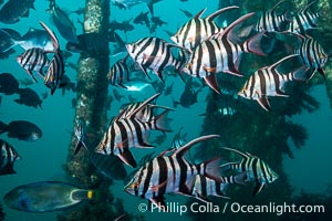 Old Wife fishes schooling on the Wreck of the Portland Maru, Enoplosus armatus. The Portland Maru was a 117-meter Japanese cargo ship which struck a submerged object and was beached near Cape Borda, Kangaroo Island, on March 19, 1935, Enoplosus armatus