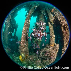 Old Wife fishes schooling on the Wreck of the Portland Maru, Enoplosus armatus. The Portland Maru was a 117-meter Japanese cargo ship which struck a submerged object and was beached near Cape Borda, Kangaroo Island, on March 19, 1935, Enoplosus armatus