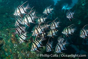 Old Wife fishes schooling on the Wreck of the Portland Maru, Enoplosus armatus, Enoplosus armatus, Kangaroo Island, South Australia