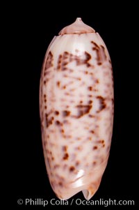 Ornate olive, Oliva lignaria