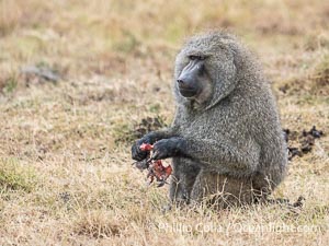Olive Baboon Eating Leftovers of a Lion Kill, Mara North Conservancy, Papio anubis