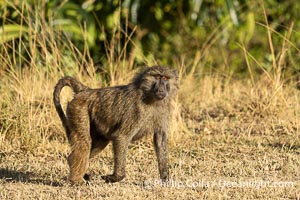 Olive Baboon, Masai Mara, Kenya, Papio anubis, Maasai Mara National Reserve