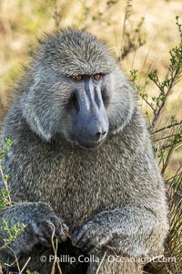 Olive Baboon, Papio anubis, Masai Mara, Kenya, Papio anubis, Maasai Mara National Reserve
