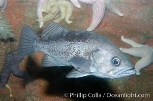 Olive rockfish, Sebastes serranoides
