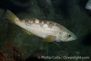 Olive rockfish, Sebastes serranoides