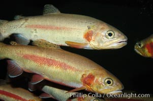 Golden trout., Oncorhynchus aguabonita, natural history stock photograph, photo id 09268