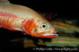 Golden trout, Oncorhynchus aguabonita