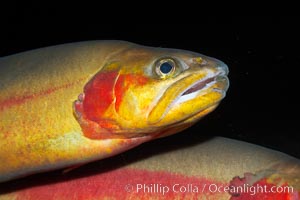 Golden trout, Oncorhynchus aguabonita