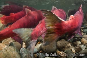 Sockeye salmon, migrating upstream in the Adams River to return to the spot where they were hatched four years earlier, where they will spawn, lay eggs and die, Oncorhynchus nerka, Roderick Haig-Brown Provincial Park, British Columbia, Canada