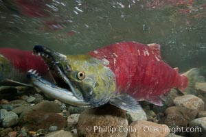 A male sockeye salmon, showing injuries sustained as it migrated hundreds of miles from the ocean up the Fraser River, swims upstream in the Adams River to reach the place where it will fertilize eggs laid by a female in the rocks.  It will die so after spawning, Oncorhynchus nerka, Roderick Haig-Brown Provincial Park, British Columbia, Canada