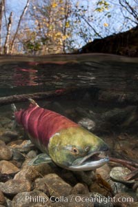 A sockeye salmon swims in the shallows of the Adams River, with the surrounding forest visible in this split-level over-under photograph, Oncorhynchus nerka, Roderick Haig-Brown Provincial Park, British Columbia, Canada