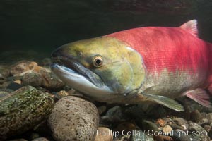 Adams River sockeye salmon.  A female sockeye salmon swims upstream in the Adams River to spawn, having traveled hundreds of miles upstream from the ocean, Oncorhynchus nerka, Roderick Haig-Brown Provincial Park, British Columbia, Canada