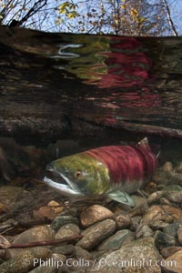 A sockeye salmon swims in the shallows of the Adams River, with the surrounding forest visible in this split-level over-under photograph, Oncorhynchus nerka, Roderick Haig-Brown Provincial Park, British Columbia, Canada