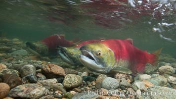 Sockeye salmon, swimming upstream in the shallow waters of the Adams River.  When they reach the place where they hatched from eggs four years earlier, they will spawn and die, Oncorhynchus nerka, Roderick Haig-Brown Provincial Park, British Columbia, Canada