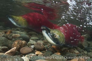 Two male sockeye salmon, swimming together against the current of the Adams River.  After four years of life and two migrations of the Fraser and Adams Rivers, they will soon fertilize a female's eggs and then die. Roderick Haig-Brown Provincial Park, British Columbia, Canada, Oncorhynchus nerka, natural history stock photograph, photo id 26179