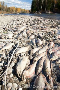 Carcasses of dead sockeye salmon, line the edge of the Adams River.  These salmon have already completed their spawning and have died, while other salmon are still swimming upstream and have yet to lay their eggs, Oncorhynchus nerka, Roderick Haig-Brown Provincial Park, British Columbia, Canada