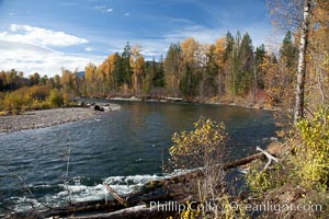 The Adams River, at the Roderick Haig-Brown Provincial Park, British Columbia, Canada, Oncorhynchus nerka