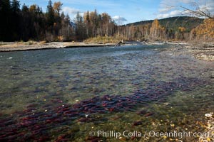 Sockeye salmon, swim upstream in the Adams River, traveling to reach the place where they hatched four years earlier in order to spawn a new generation of salmon eggs, Oncorhynchus nerka, Roderick Haig-Brown Provincial Park, British Columbia, Canada
