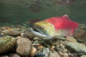 Sockeye salmon, migrating upstream in the Adams River to return to the spot where they were hatched four years earlier, where they will spawn, lay eggs and die, Oncorhynchus nerka, Roderick Haig-Brown Provincial Park, British Columbia, Canada