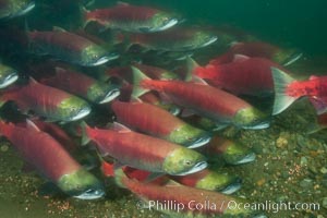 A school of sockeye salmon, swimming up the Adams River to spawn, where they will lay eggs and die, Oncorhynchus nerka, Roderick Haig-Brown Provincial Park, British Columbia, Canada