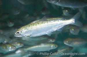 Chinook salmon (or King salmon), juvenile, 1 year old, raised in a tank for eventual release into the wild.  This fish will live to about 5 or 6 years before returning to the stream in which it was hatched to spawn and die, Oncorhynchus tshawytscha