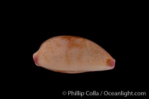 One-Banded Fringed Cowrie, Cypraea fimbriata unifasciata