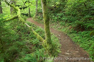 Hiking trails through a temperature rainforest in the lush green Columbia River Gorge, Columbia River Gorge National Scenic Area, Oregon