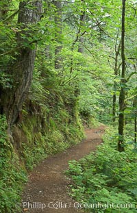 Hiking trails through a temperature rainforest in the lush green Columbia River Gorge, Oneonta Gorge, Columbia River Gorge National Scenic Area, Oregon