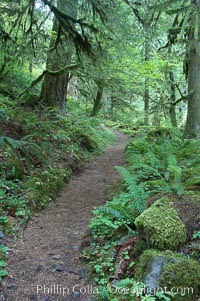 Hiking trails through a temperature rainforest in the lush green Columbia River Gorge, Oneonta Gorge, Columbia River Gorge National Scenic Area, Oregon