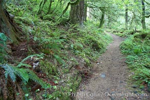 Hiking trails through a temperature rainforest in the lush green Columbia River Gorge, Columbia River Gorge National Scenic Area, Oregon