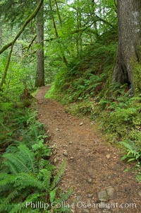 Hiking trails through a temperature rainforest in the lush green Columbia River Gorge, Oneonta Gorge, Columbia River Gorge National Scenic Area, Oregon