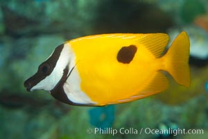 Onespot rabbitfish, Siganus unimaculatus