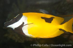 Onespot rabbitfish, Siganus unimaculatus