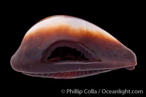 Onyx Cowrie, Cypraea onyx