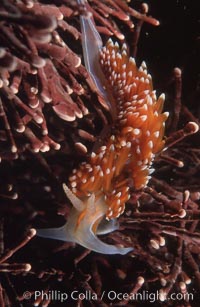 Nudibranch on calcareous coralline algae, Hermissenda crassicornis, Monterey, California