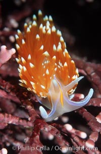 Opalescent nudibranch, Hermissenda crassicornis, Monterey Peninsula, California. Nudibranch on calcareous coralline algae.
