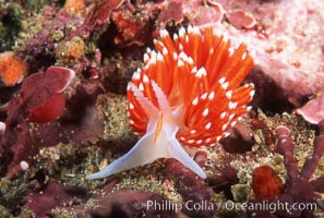 Nudibranch, Hermissenda crassicornis, San Miguel Island