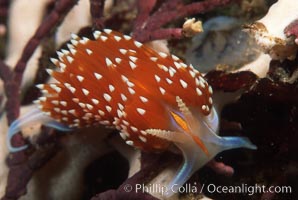 Nudibranch on calcareous coralline algae, Hermissenda crassicornis, Monterey, California