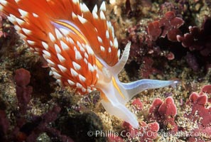 Nudibranch on calcareous coralline algae, Hermissenda crassicornis, Monterey, California