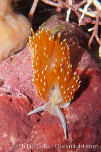 Aeolid nudibranch, Hermissenda crassicornis