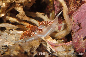 Aeolid nudibranch, Hermissenda crassicornis