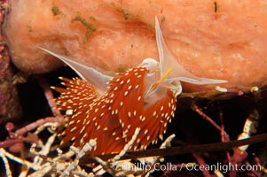 Aeolid nudibranch, Hermissenda crassicornis