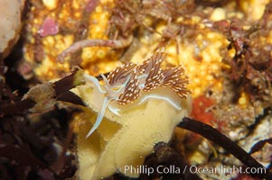 Aeolid nudibranch, Hermissenda crassicornis