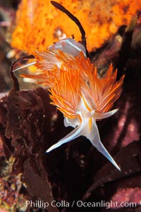 Aeolid nudibranch, Hermissenda crassicornis