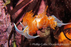 Aeolid nudibranch, Hermissenda crassicornis