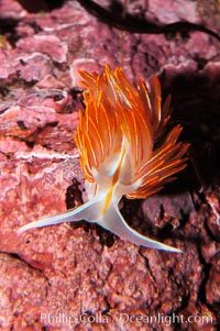 Aeolid nudibranch, Hermissenda crassicornis