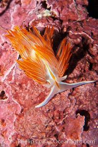 Aeolid nudibranch., Hermissenda crassicornis, natural history stock photograph, photo id 09030