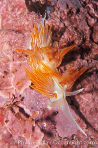 Aeolid nudibranch, Hermissenda crassicornis
