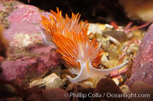 Aeolid nudibranch, Hermissenda crassicornis